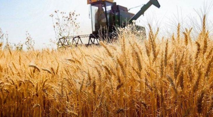 تسویه ۷۷ درصد از مطالبات گندم‌کاران استان سمنان