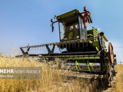 ۲۵ هزار تن گندم تحویل مراکز خرید تضمینی دولتی میامی شد
