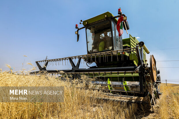 ۲۵ هزار تن گندم تحویل مراکز خرید تضمینی دولتی میامی شد
