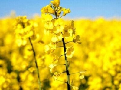 آغاز کشت پاییزه دانه‌های روغنی در میامی