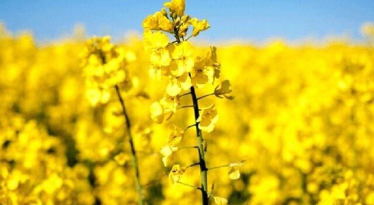 آغاز کشت پاییزه دانه‌های روغنی در میامی