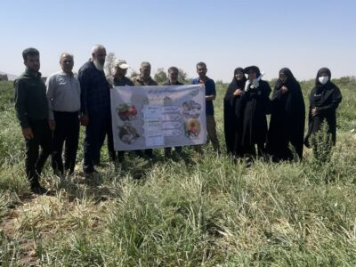 کشت پاییزه پیاز، راهی برای افزایش درآمد کشاورزان درمیامی