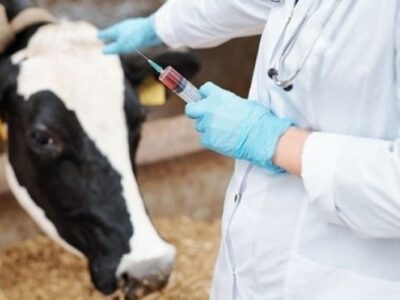 دامپزشکی خط مقدم سلامت جامعه