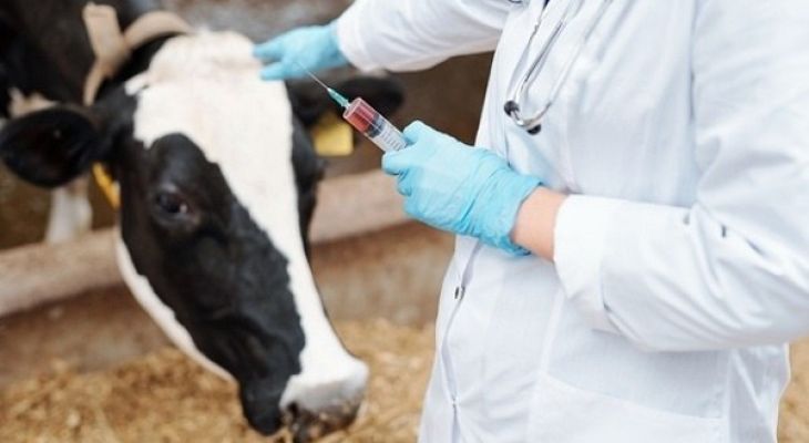 دامپزشکی خط مقدم سلامت جامعه