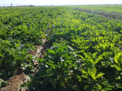 روز مزرعه در میامی؛ ترویج کشت چغندر علوفه‌ای