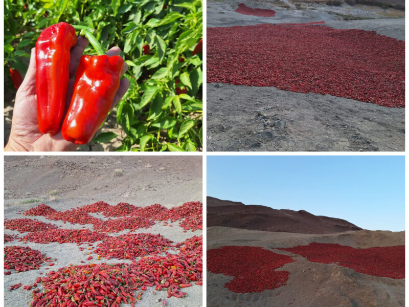 فصل برداشت فلفل در دهستان فرومد آغاز شد