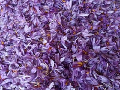 کالپوش قطب طلای سرخ ایران‌ زمین