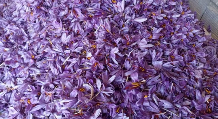 کالپوش قطب طلای سرخ ایران‌ زمین