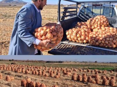 جمع‌آوری زکات مستحب پیاز در میامی آغاز شد