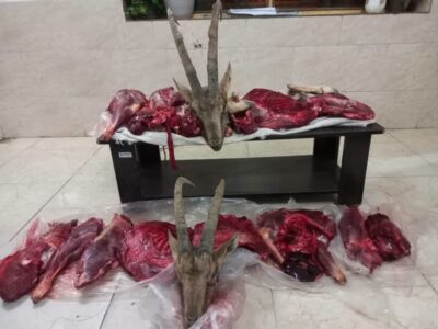 کشف لاشه ۲ کل وحشی در میامی