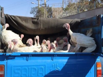 کشف ۲۲۳ بوقلمون قاچاق در میامی