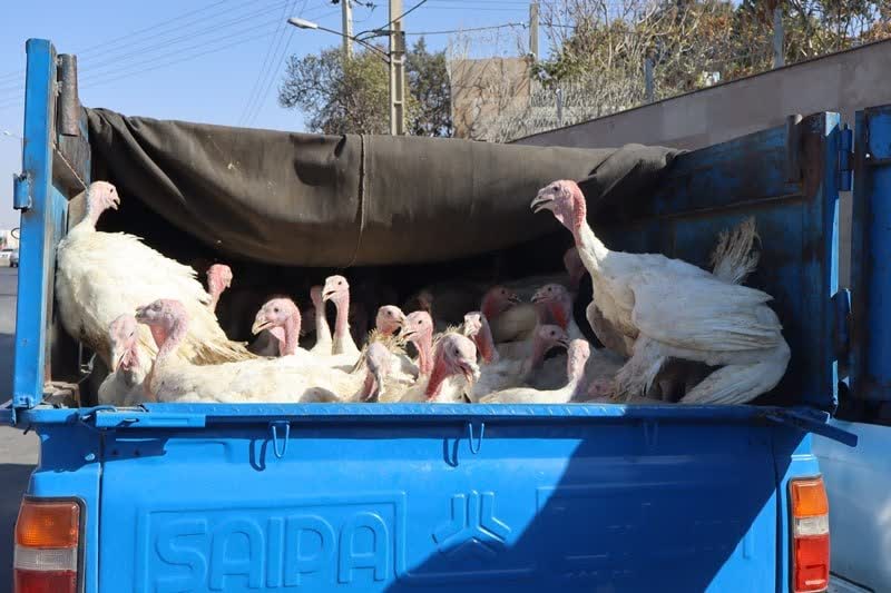 کشف ۲۲۳ بوقلمون قاچاق در میامی