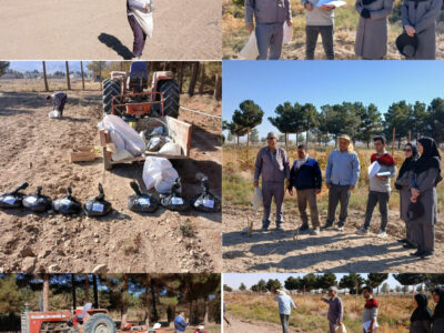 ارتقاء کشاورزی میامی با طرح مشارکتی گندم و جو