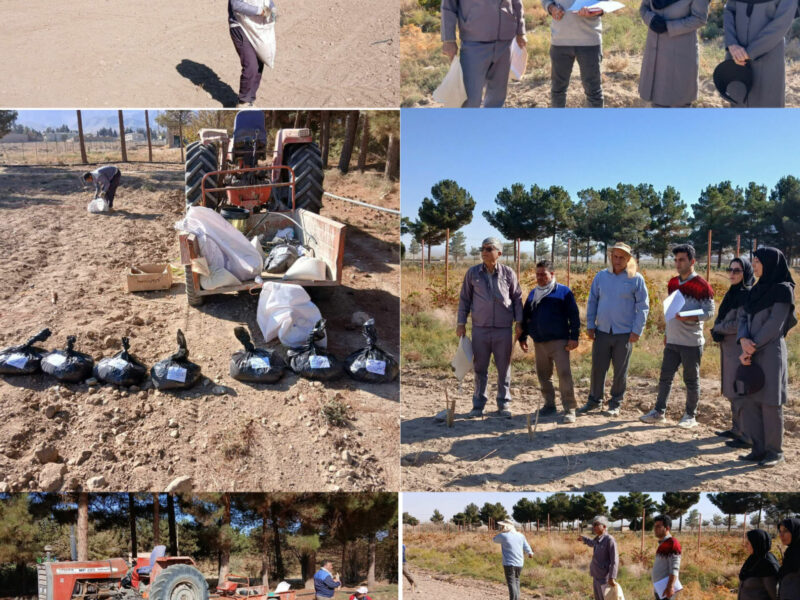 ارتقاء کشاورزی میامی با طرح مشارکتی گندم و جو