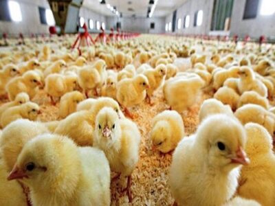 ثبت جوجه‌ریزی ۱۱۵ هزار قطعه‌ای در میامی