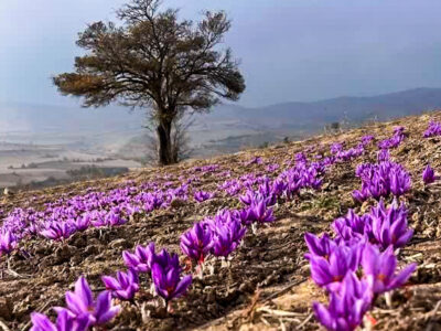 طلای سرخ، لبخند زمین در دشت کالپوش