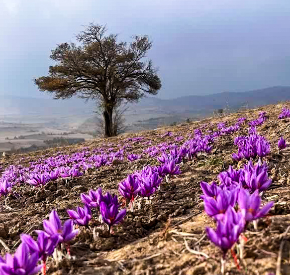 طلای سرخ، لبخند زمین در دشت کالپوش