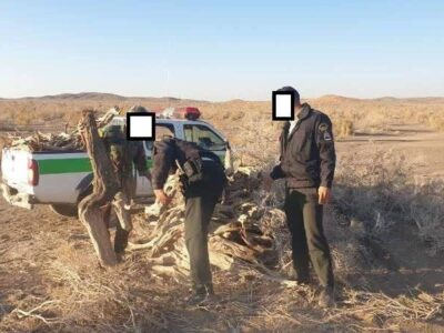 کشف یک تن چوب قاچاق تاغ در میامی