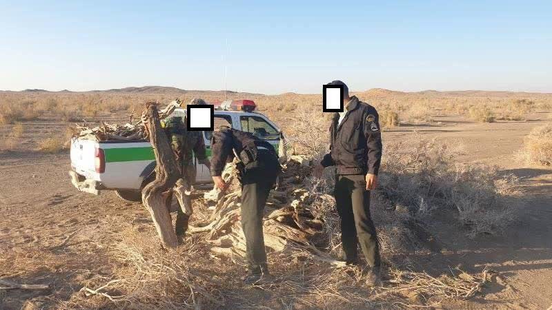 کشف یک تن چوب قاچاق تاغ در میامی