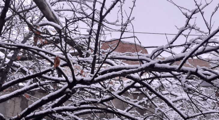 بارش برف میامی را سفیدپوش کرد