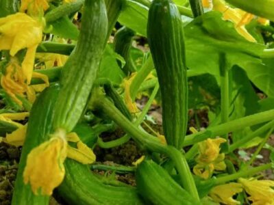 از علاقه تااشتغال، الگوی کار آفرینی در کالپوش