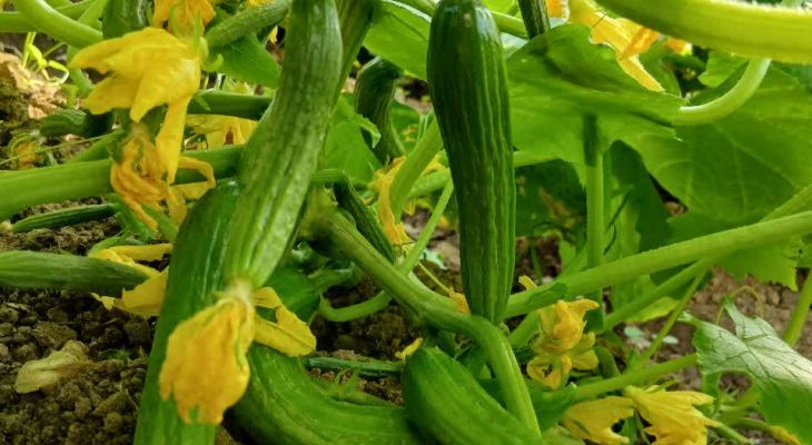 از علاقه تااشتغال، الگوی کار آفرینی در کالپوش