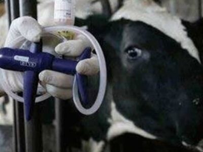 کنترل بیماری تب برفکی در استان سمنان