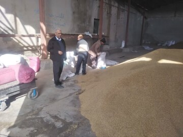 توزیع ۲۵ تن جو دولتی در میامی؛حمایت از دامداران