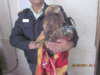 کشف یک بهله عقاب در منزل مسکونی   