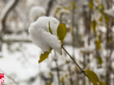 حال‌وهوای زمستانی منطقه تفریحی سه‌چنار میامی