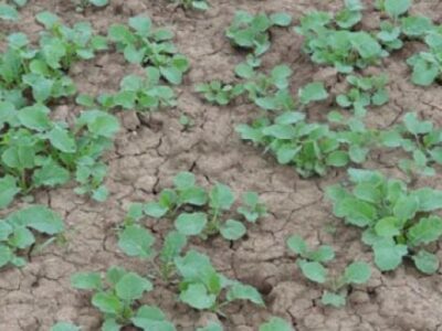 آغاز کشت کلزا در میامی