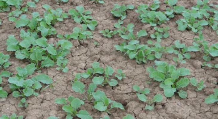 آغاز کشت کلزا در میامی