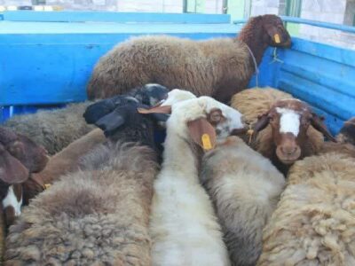 پایان کار سارقان احشام در میامی