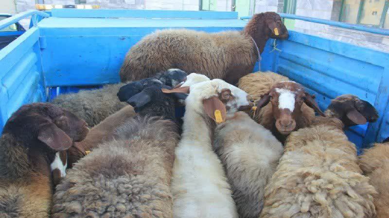 پایان کار سارقان احشام در میامی