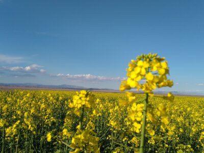 برداشت ۷۰۰ تن کلزا در میامی پیش‌بینی شد