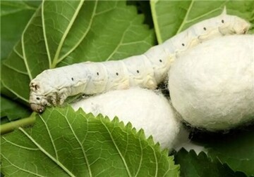 رونق نوغانداری در میامی؛ ۸ جعبه تخم نوغان در کلاته اسد توزیع شد