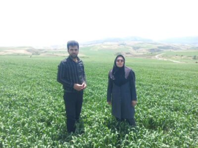 پایش مستمر مزارع بذری گندم و دانه‌های روغنی میامی
