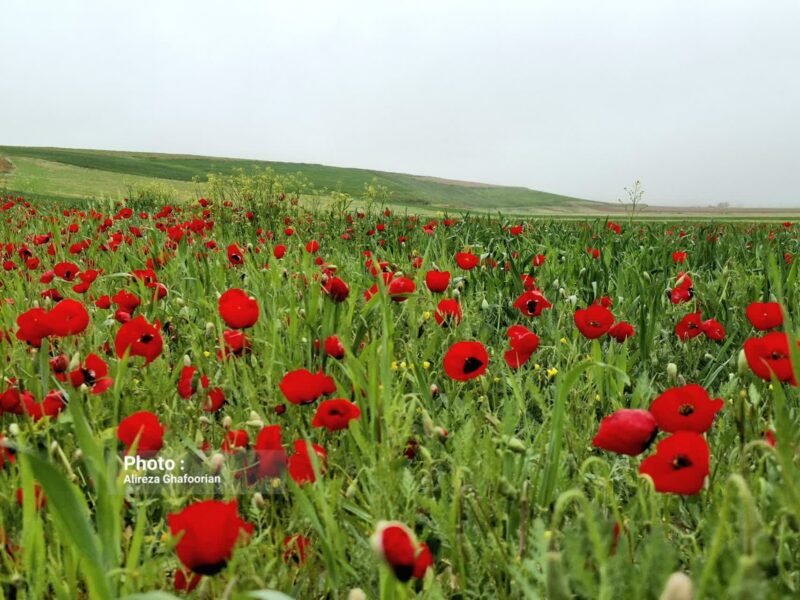بهشت سرخ بهاری در دل کالپوش