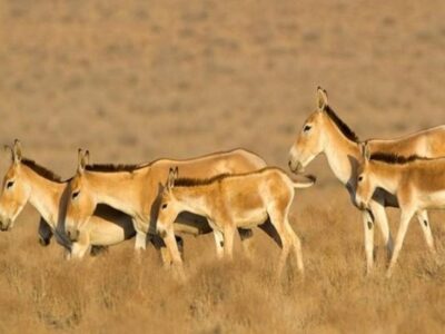 رگ حیات طبیعت سمنان در گروگان بی‌آبی است