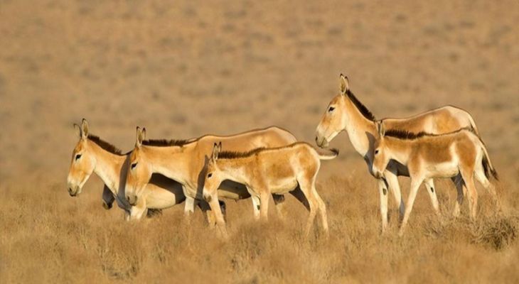 رگ حیات طبیعت سمنان در گروگان بی‌آبی است