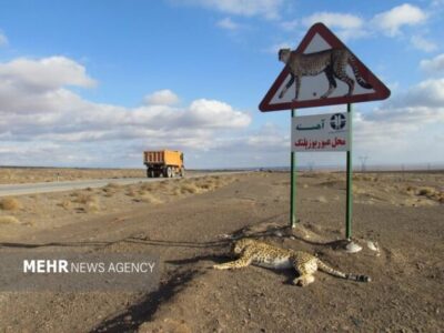توران در آستانهٔ یک تراژدی جاده‌ای؛ «هلیا» و توله‌ها در کریدور مرگ