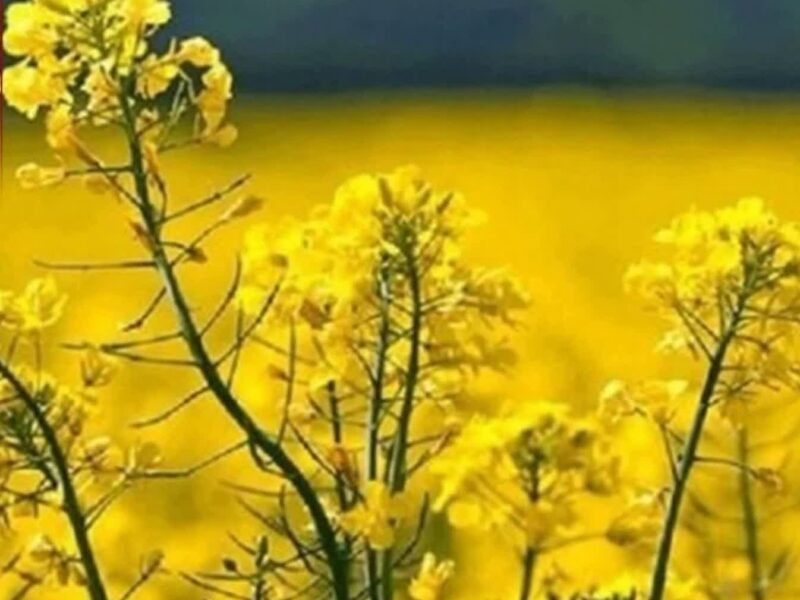 پیشبینی تولید ۷۰۰ تن کلزا در میامی
