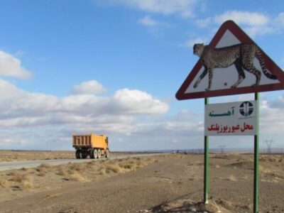 همگرایی ۸ استان برای حفاظت از یوزها در مسیر مشهد مقدس