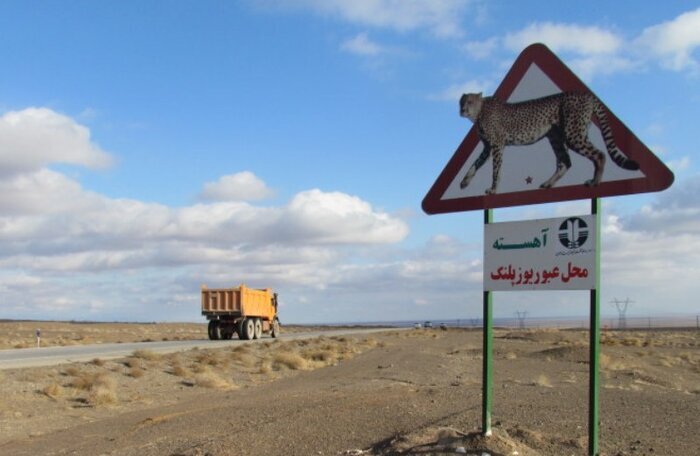 همگرایی ۸ استان برای حفاظت از یوزها در مسیر مشهد مقدس