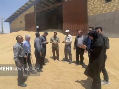 برداشت گندم در بخش مرکزی میامی پایان یافت؛ رشد ۴۷ درصدی در برداشت