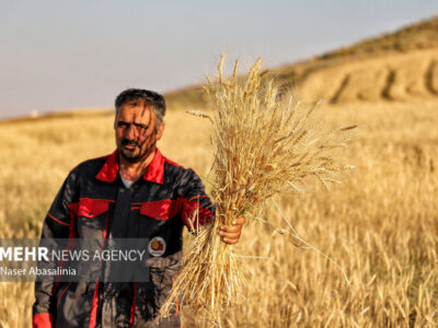 ۱۷ همت دیگر برای گندمکاران واریز شد