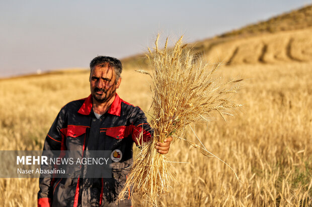 ۱۷ همت دیگر برای گندمکاران واریز شد