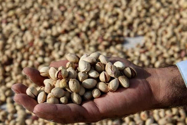 ۸ سارق باغات پسته هنگام ارتکاب جرم در دامغان دستگیر شدند