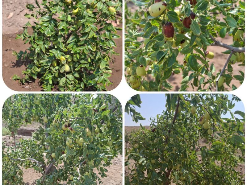 عناب اوکراینی؛ مهمان تازه باغ‌های روستای بکران