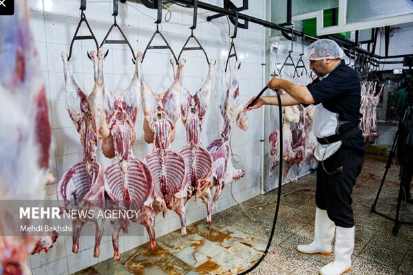 ثبت سفارش واردات گوشت گرم و منجمد از فردا آغاز می‌شود